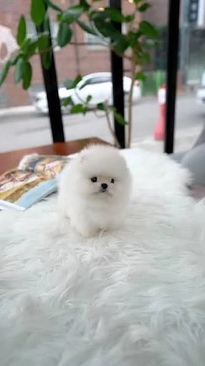 Bezaubernde Zwergspitze (Pomeranians) in Mini- und Normalgröße zu verkaufen