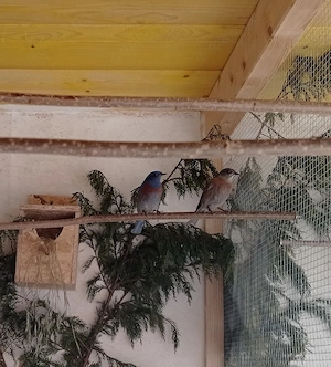 Blaukehlhüttensänger 