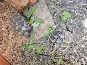 Griechische Landschildkröten