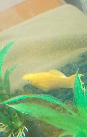 Mollys und Guppys die viel verspielt sind