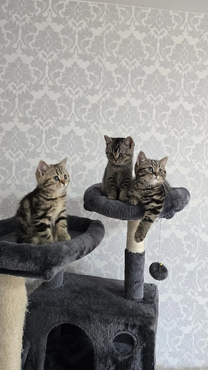 BKH Kitten suchen neu Zuhause