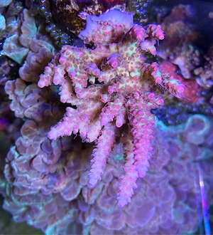 Acropora shortcake SPS Koralle Ableger