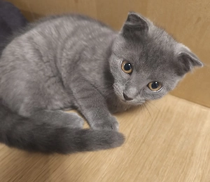 12 Wochen alte Kitten