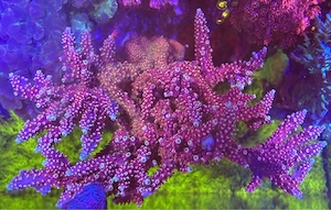 Acropora Dragon Breath SPS Koralle Ableger