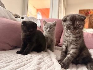 Baby katzen 