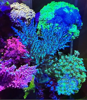 Acropora Echinata SPS Koralle Meerwasser