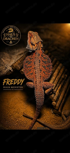 pogona vitticeps Bartagamen - Herkunftsnachweis vorhanden - half Monster 