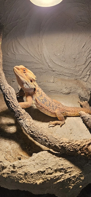 pogona vitticeps Bartagame - Herkunftsnachweis vorhanden - half Monster  Bild 4