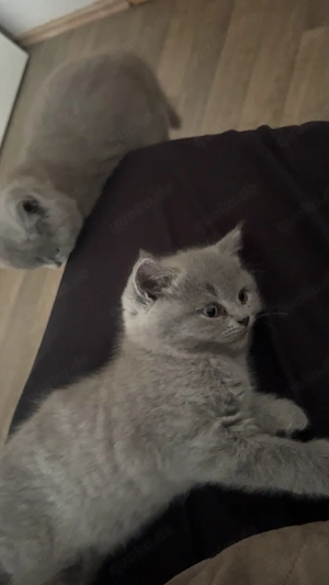 Bkh kitten ab sofort 
