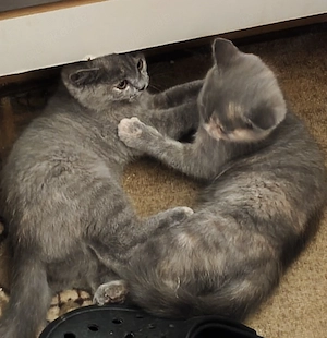 Bkh Kitten, Katzenbabys, Abgabe bereit 