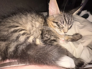 Ragdoll Bkh kitten dringend abzugeben 