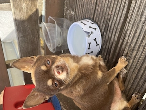 Chihuahua rüde braun 