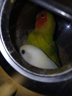 Rosenköpfchen  vögel