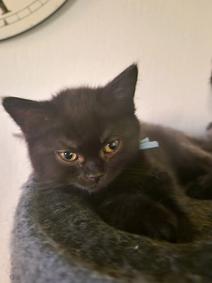 bkh kitten