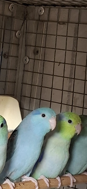 blaugenick Sperlingpapagein 