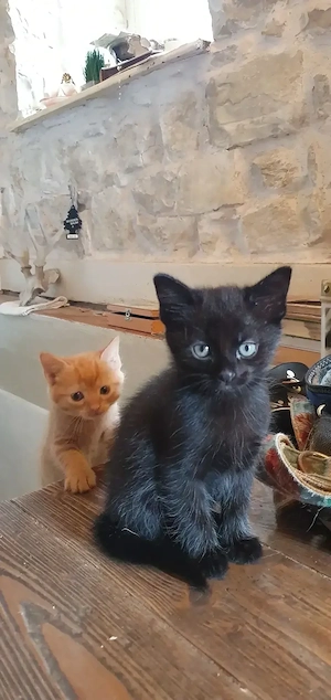 Kitten in nur sehr liebevolle Hände abzugeben 