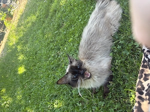 Ragdoll Dame 