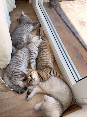 Britisch Kurzhaar Kitten