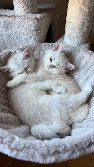 BKH Kitten in silver golden shaded tabby zu verkaufen (britisch kurzhaar kitten)