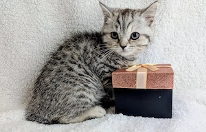 BKH Kitten Tabby darf jetzt ausziehen 