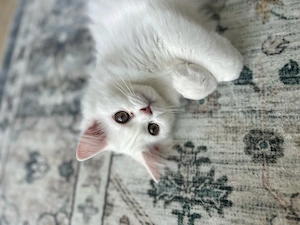 perser kitten  persen katzen 