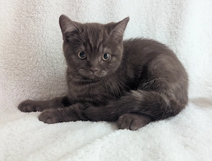 BKH Kitten chocolate darf jetzt ausziehen 