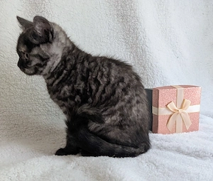 Verschmustes BKH Kitten Mädchen in black Creme 