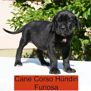Top Cane Corso Welpen mit Papiere Deutsche Zucht seit 1991 !!