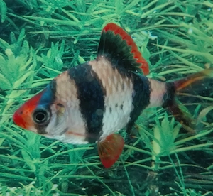Sumatrabarbe