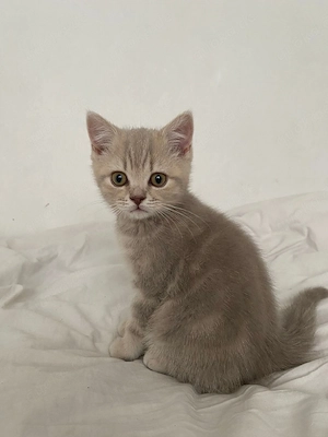 katzenbaby  