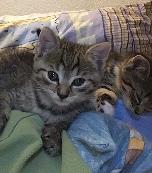 Kitten abzugeben am 14.07.26