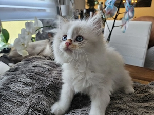 KITTEN Perser+Birma Mix