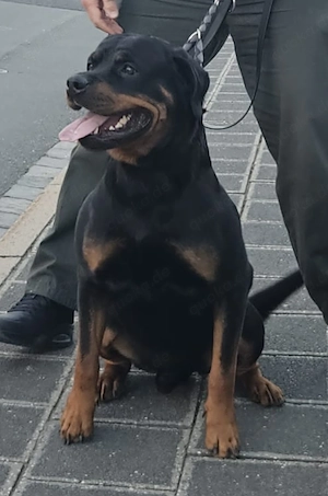 Rottweiler Deckrüde 