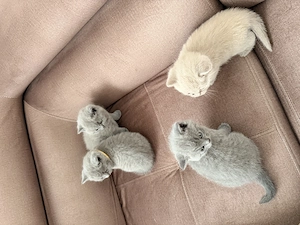 Britisch Kurzhaar (BKH) Kitten suchen ein liebevolles Zuhause