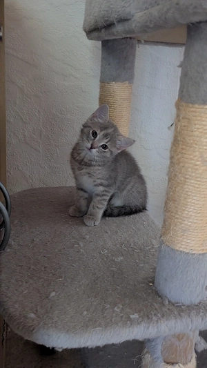 BKH Mix Katzen 