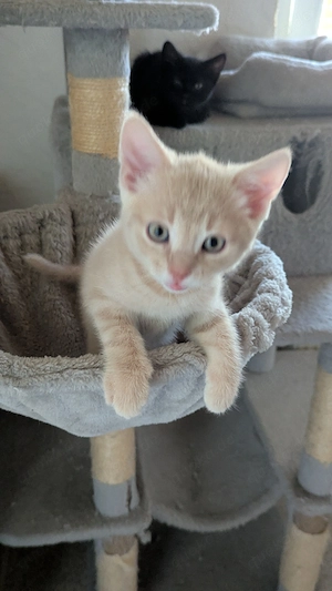 BKH Mix Katzen 
