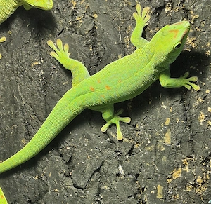 Madagaskar-Taggecko