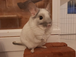 2 weiße süße Chinchillas.