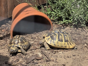 Suchen Weibliche Griechische Landschildkröte 
