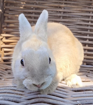 Liebe soziale Kaninchen Kastrate 0-5Jahre suchen Zuhause-geimpft 