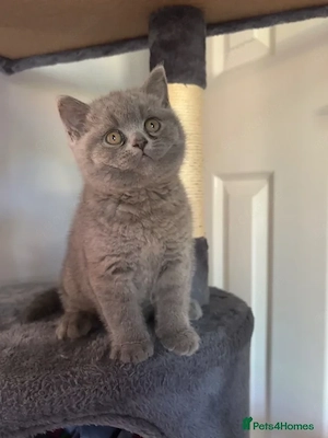 Bkh kitten ab sofort 6 Stück