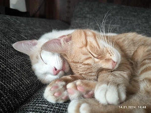 Katzenduo sucht Zuhause