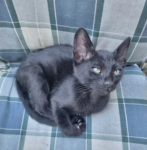 OKH Katzenkinder 
