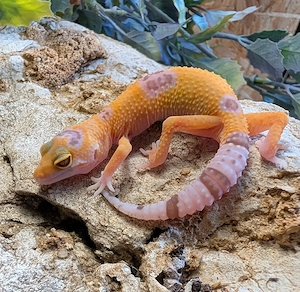 leopardgeckos ENZ 26 