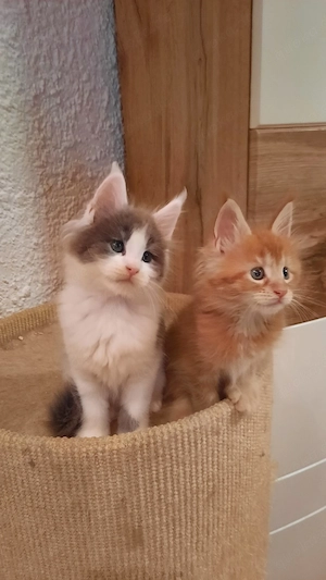 Zwei wunderschöne Maine Coon.