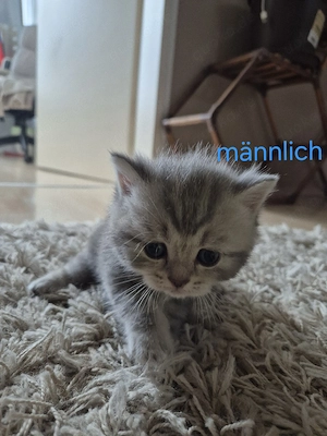 kätzchen suchen liebevolles zuhause-Jetzt Reservieren!