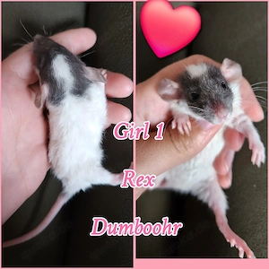 Super zahme Ratten Babys verkuschelt und neugierig 