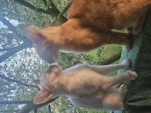 2 katzen abzugeben