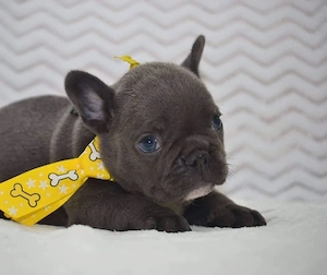 Französische Bulldoggenwelpen 