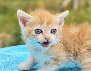 Wunderschöne Kitten - Maikätzchen 